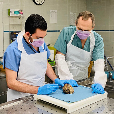 Two men in a laboratory wearing masks and gloves and looking at a brain